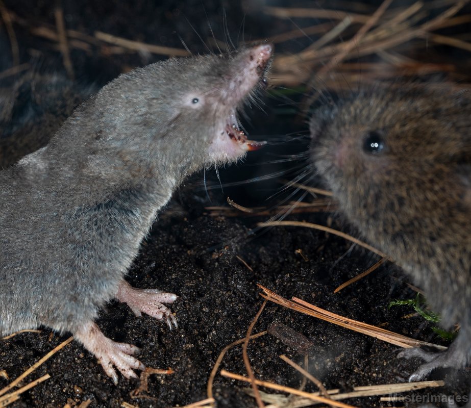 Northern Short-tailed Shrew